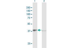 Western Blot analysis of TALDO1 expression in transfected 293T cell line by TALDO1 MaxPab polyclonal antibody.