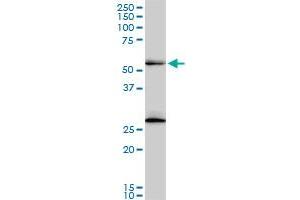 Western Blotting (WB) image for anti-Pre-mRNA Processing Factor 19 (PRPF19) (AA 1-90) antibody (ABIN525975)