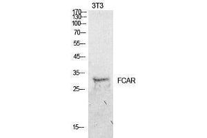 Western Blotting (WB) image for anti-Fc Fragment of IgA, Receptor For (FCAR) (Internal Region) antibody (ABIN3178914) (FCAR antibody  (Internal Region))