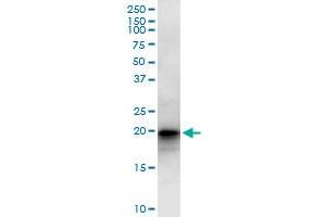 LZIC MaxPab polyclonal antibody. (LZIC antibody  (AA 1-190))