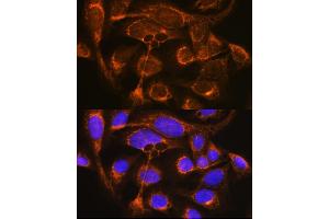 Immunofluorescence (IF) image for anti-Complement Factor P (CFP) (AA 190-469) antibody (ABIN6138467)