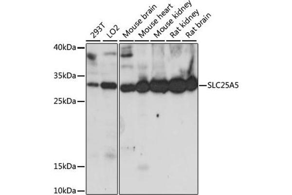 SLC25A5 antibody  (AA 150-250)