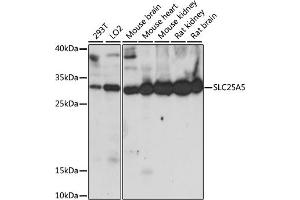 Western blot analysis of extracts of various cell lines, using SLC25 antibody (ABIN7270430) at 1:1000 dilution. (SLC25A5 antibody  (AA 150-250))