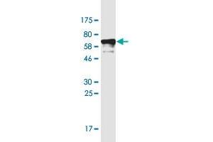 Western Blot detection against Immunogen (55. (CLUAP1 antibody  (AA 1-247))