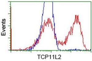 HEK293T cells transfected with either RC207129 overexpress plasmid (Red) or empty vector control plasmid (Blue) were immunostained by anti-TCP11L2 antibody (ABIN2453715), and then analyzed by flow cytometry. (TCP11L2 antibody)