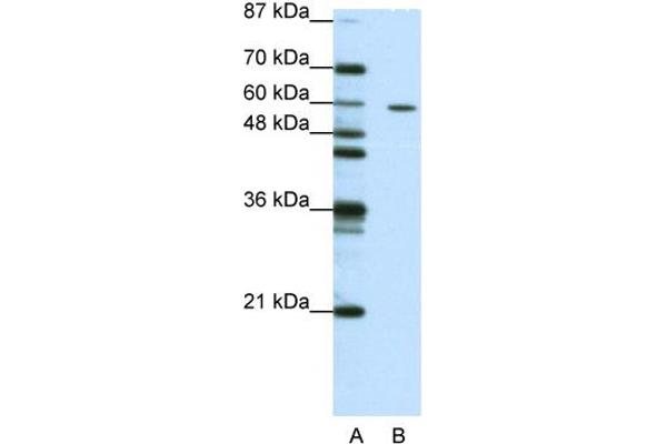 ZNF382 antibody  (N-Term)