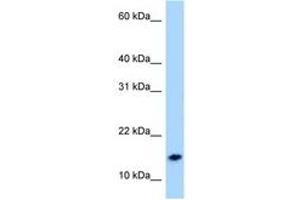 Image no. 1 for anti-Neuropeptide S (NPS) (AA 9-58) antibody (ABIN6747997) (NPS antibody  (AA 9-58))