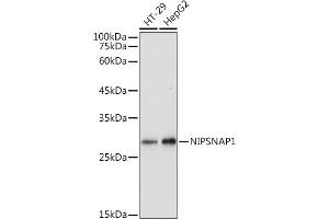 Western blot analysis of extracts of various cell lines, using NIPSN antibody (ABIN7265337) at 1:1000 dilution. (NIPSNAP1 antibody)