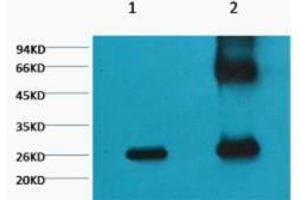 1) Input (control) 2) IP products, it diluted at 1:200. (GFP antibody)