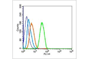 MCF-7 cells probed with Mtp53 (N235K N239Y) Polyclonal Antibody, unconjugated  at 1:100 dilution for 30 minutes compared to control cells (blue) and isotype control (orange) (p53 antibody  (N235K, N239Y))