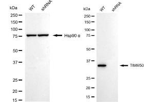 Western blotting analysis using TIMM50 antibody (ABIN7800615).