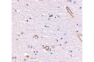 Immunohistochemistry of Syntaphilin in human brain with this product at 5 μg/ml. (Syntaphilin antibody  (Center))