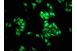 Immunofluorescence staining of HepG2 cells with ABIN7161970 at 1:266, counter-stained with DAPI. (NOL3 antibody  (AA 1-208))