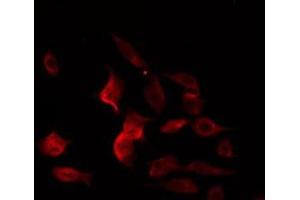 ABIN6274969 staining RAW264. (CPE antibody  (Internal Region))