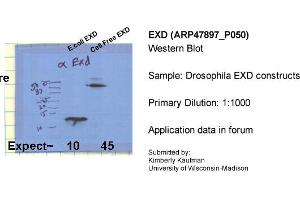 Sample Type: Drosophila EXD constructsPrimary Dilution: 1:1000 (EXD (C-Term) antibody)