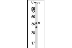 OR4X2 Antibody (C-term) (ABIN657189 and ABIN2846313) western blot analysis in human normal Uterus tissue lysates (35 μg/lane). (OR4X2 antibody  (C-Term))