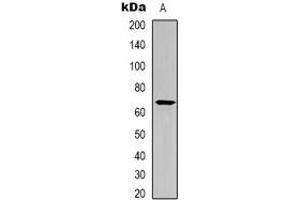 Western blot analysis of CD112 expression in mouse brain (A) whole cell lysates. (PVRL2 antibody)