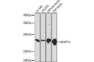 Western blot analysis of extracts of various cell lines, using  Rabbit mAb (ABIN7265351) at 1:1000 dilution. (AKAP14 antibody)