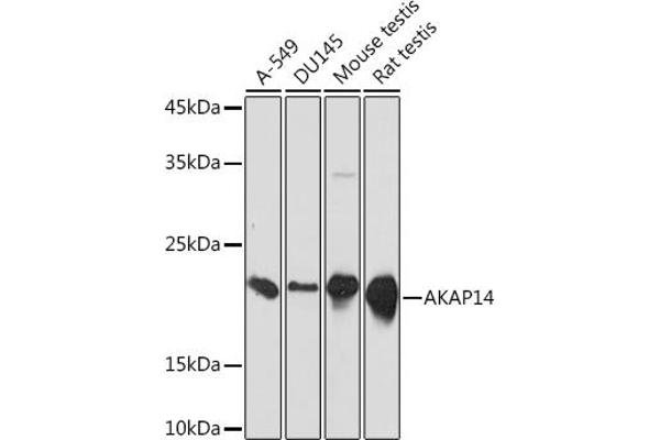 AKAP14 antibody