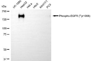 Western blotting analysis using phospho-EGFR (Tyr) antibody (ABIN7798464). (Recombinant EGFR antibody  (pTyr1068))