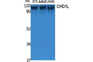 Western Blotting (WB) image for anti-Chromodomain Helicase DNA Binding Protein 1-Like (CHD1L) (Internal Region) antibody (ABIN3178061) (CHD1L antibody  (Internal Region))