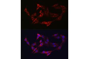 Immunofluorescence (IF) image for anti-Neuropilin 2 (NRP2) (AA 150-420) antibody (ABIN3016283)