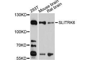 Western blot analysis of extracts of various cell lines, using SLITRK6 antibody (ABIN1875604) at 1:1000 dilution. (SLITRK6 antibody)