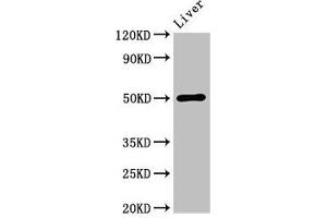 Western Blot Positive WB detected in: Mouse liver tissue All lanes: BAG4 antibody at 3. (BAG4 antibody  (AA 6-185))