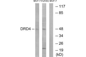 Western Blotting (WB) image for anti-Dopamine Receptor D4 (DRD4) (C-Term) antibody (ABIN1852846) (DRD4 antibody  (C-Term))