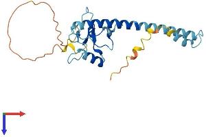 THAP Domain Containing, Apoptosis Associated Protein 2 (THAP2) (AA 1-217) protein (His tag)