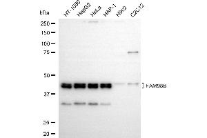 Western blotting analysis using FAM98B antibody (ABIN7798562). (Recombinant FAM98B antibody)
