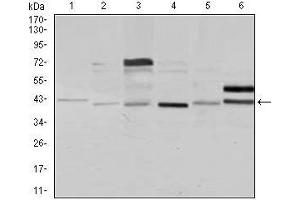 Western blot analysis using NCK1 mouse mAb against Jurkat (1), HeLa (2), HEK293 (3), A431 (4), K562 (5), and COS7 (6) cell lysate.