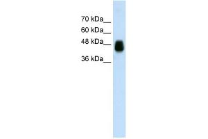 HOMER1 antibody used at 0. (HOMER1 antibody)