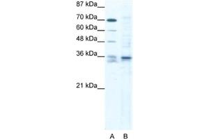 Western Blotting (WB) image for anti-SRY (Sex Determining Region Y)-Box 12 (SOX12) antibody (ABIN2460696) (SOX12 antibody)