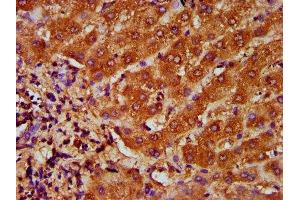 IHC image of ABIN7172799 diluted at 1:200 and staining in paraffin-embedded human liver tissue performed on a Leica BondTM system. (Transferrin Receptor 2 antibody  (AA 534-605))