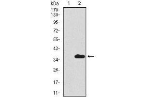 Western blot analysis using SCGB1A1 mAb against HEK293 (1) and SCGB1A1 (AA: 26-91)-hIgGFc transfected HEK293 (2) cell lysate. (SCGB1A1 antibody  (AA 26-91))