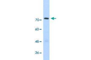 Western Blot analysis of transfected 293T cell lysate with GTF2IRD1 polyclonal antibody  at 2.