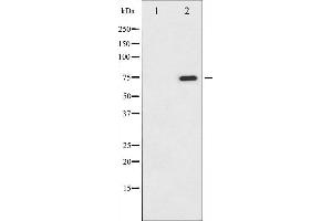 Western blot analysis of C-RAF phosphorylation expression in PMA treated NIH-3T3 whole cell lysates,The lane on the left is treated with the antigen-specific peptide. (RAF1 antibody  (pSer338))
