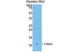 Western blot analysis of recombinant Rat bTG.