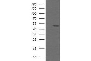 Image no. 1 for anti-TAP Binding Protein-Like (TAPBPL) antibody (ABIN1501299) (TAPBPL antibody)