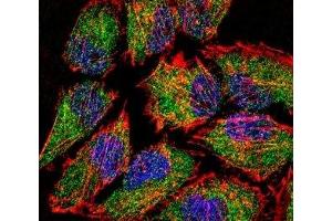 Fluorescent confocal image of HeLa cell stained with LSD1 antibody. (LSD1 antibody  (AA 108-142))