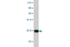 Western Blot detection against Immunogen (32. (PIGP antibody  (AA 77-134))