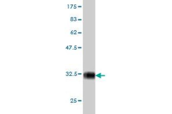 PIGP antibody  (AA 77-134)