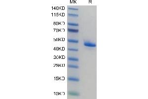 Human ILDR2 on Tris-Bis PAGE under reduced condition. (ILDR2 Protein (AA 21-184) (Fc Tag))