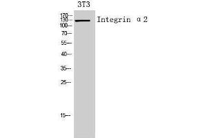 Western Blotting (WB) image for anti-Integrin alpha 2 (ITGA2) (Internal Region) antibody (ABIN3181434) (ITGA2 antibody  (Internal Region))