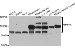 Western blot analysis of extracts of various cell lines, using HMMR antibody. (HMMR antibody  (AA 341-440))