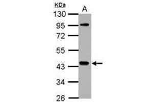 Image no. 2 for anti-NCK Adaptor Protein 1 (NCK1) (AA 53-333) antibody (ABIN1499652) (NCK1 antibody  (AA 53-333))