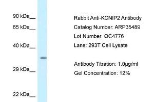 WB Suggested Anti-KCNIP2 Antibody   Titration: 1. (KCNIP2 antibody  (C-Term))