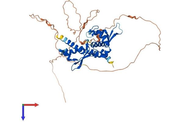 MAGEA11 Protein (AA 1-429) (His tag)