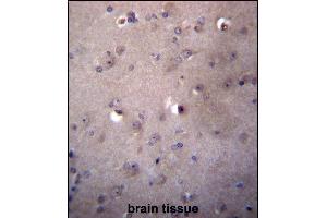 ALDH3B2 Antibody (C-term) (ABIN656790 and ABIN2846009) immunohistochemistry analysis in formalin fixed and paraffin embedded human brain tissue followed by peroxidase conjugation of the secondary antibody and DAB staining. (ALDH3B2 antibody  (C-Term))